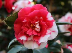 camelia