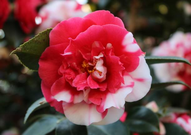 camelia