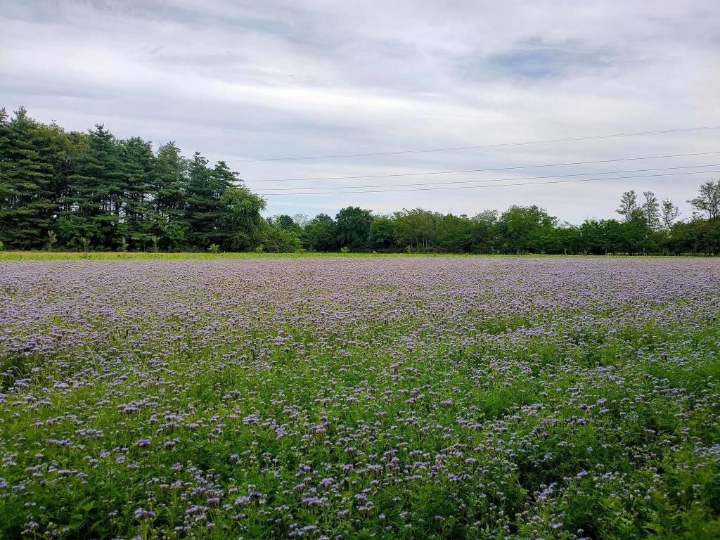 campo facelia rox farm parco alto milanese