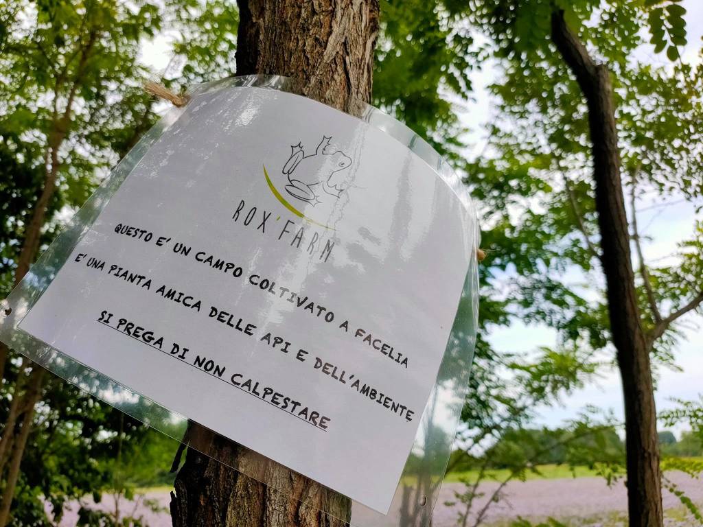 campo facelia rox farm parco alto milanese