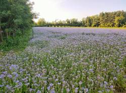 campo facelia rox farm parco alto milanese