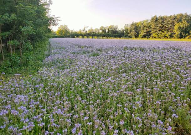 campo facelia rox farm parco alto milanese