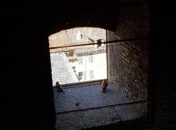 La liberazione dei gheppi