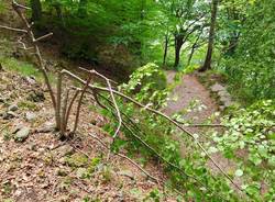 Il bosco sfregiato