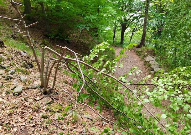 Il bosco sfregiato