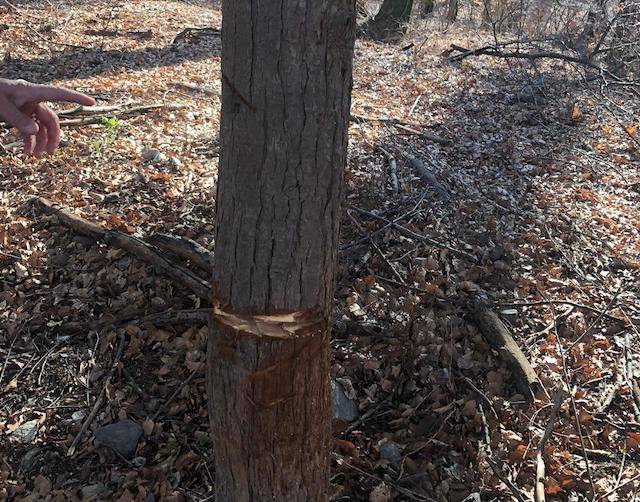 Il bosco sfregiato