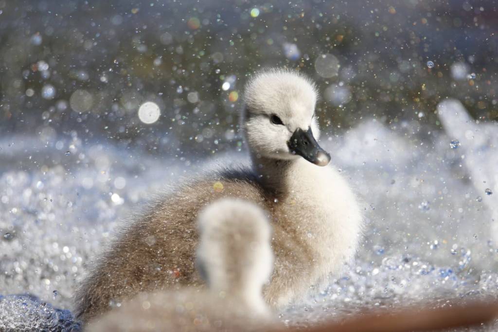 cigno cucciolo foto riccardo lattuada