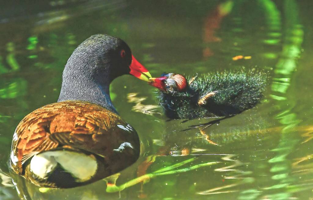 gallinelle d'acqua