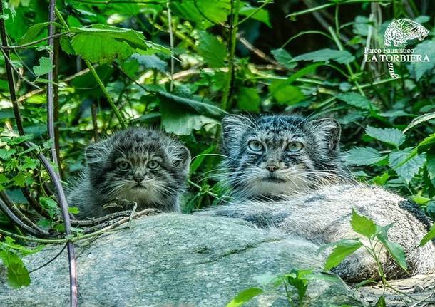 gatto di pallas la torbiera