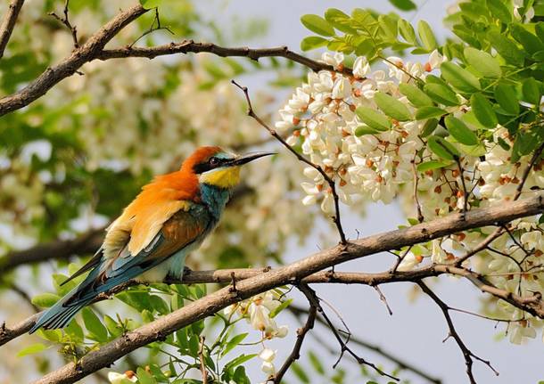 Canta Il Bosco La Voce Di 54 Specie Di Uccelli Nel Parco Del Ticino