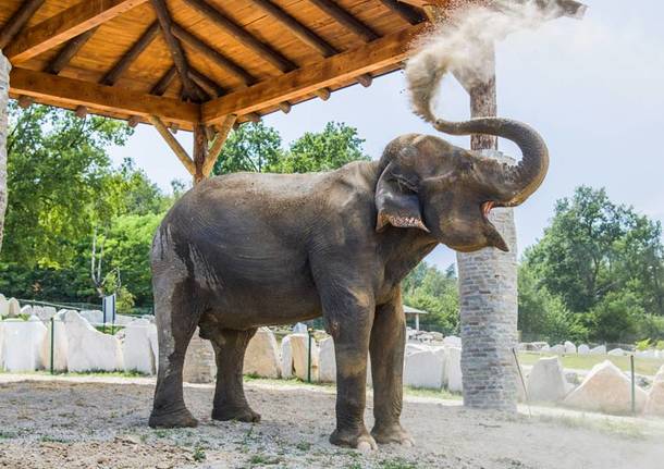 elefante safari park