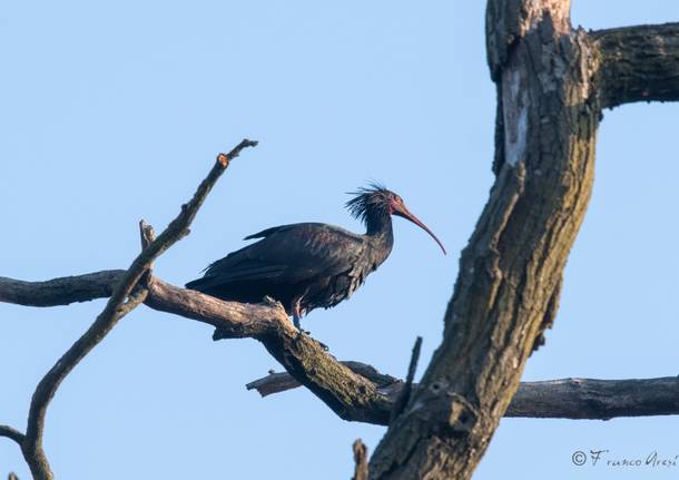 ibis eremita scelgono lago maggiore