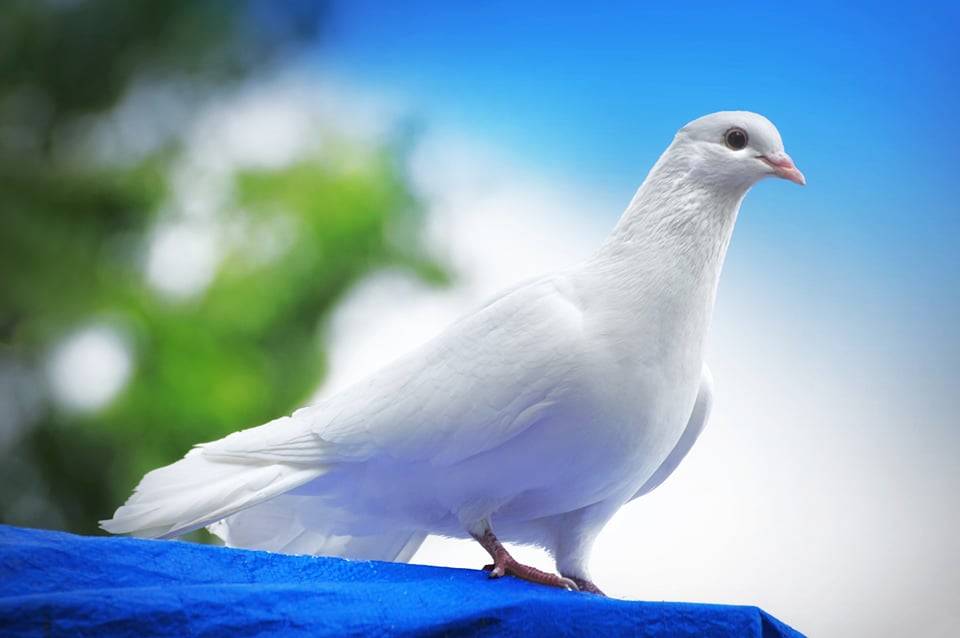 La bellezza della natura