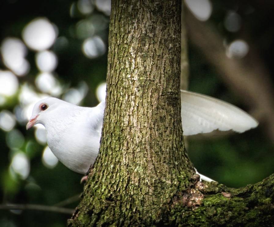 La bellezza della natura