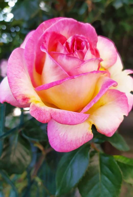 La rosa di maggio: sboccia la primavera