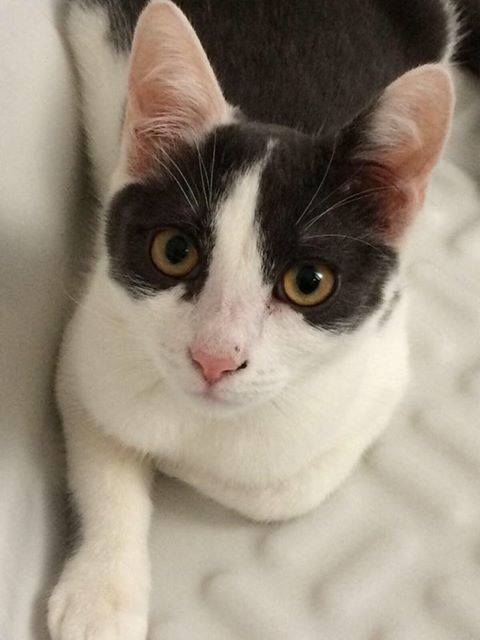 Lapo
