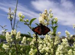 Le foto del Bioblitz 2020