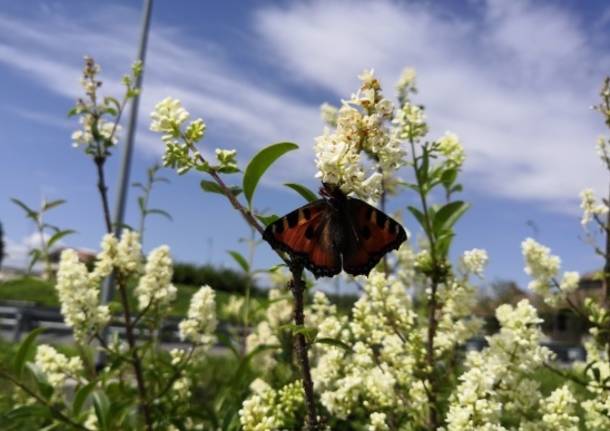 Le foto del Bioblitz 2020