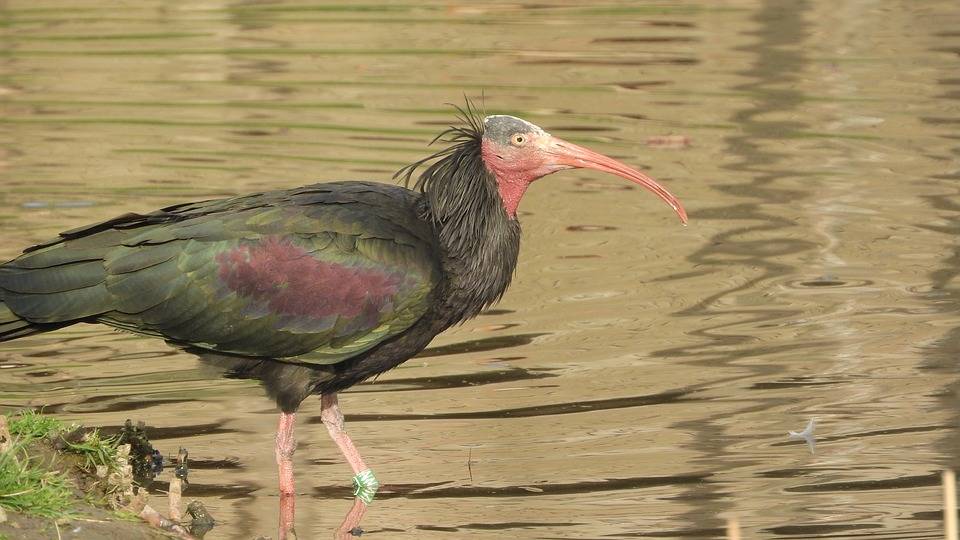 Le foto del Bioblitz 2020