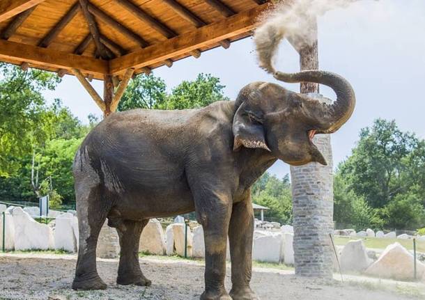 maya elefante zoo safari