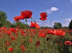 Memoria covid
