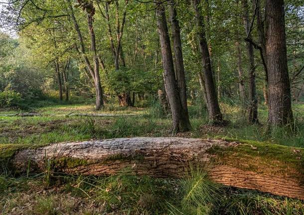 Parco del Ticino generica 