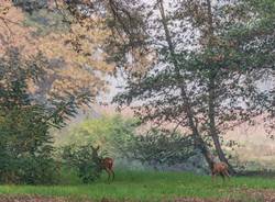 Parco del Ticino generica 