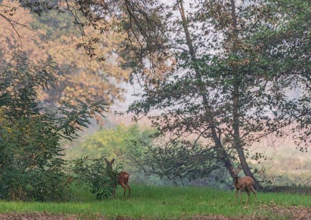 Parco del Ticino generica 