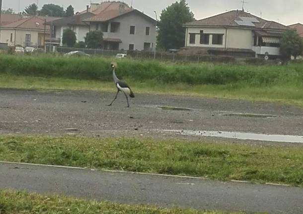 Pavone trovato a Canegrate