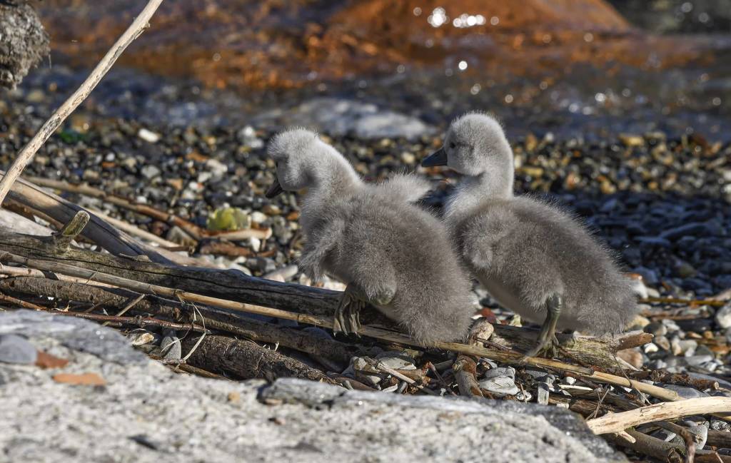 Piccoli cigni a Luino