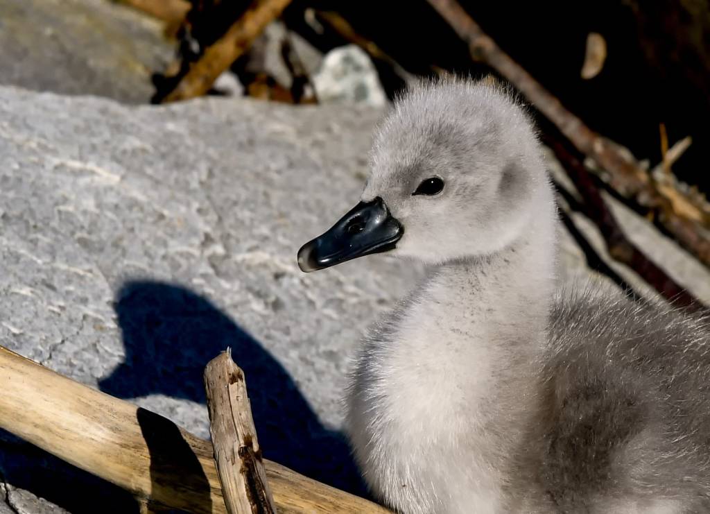 Piccoli cigni a Luino