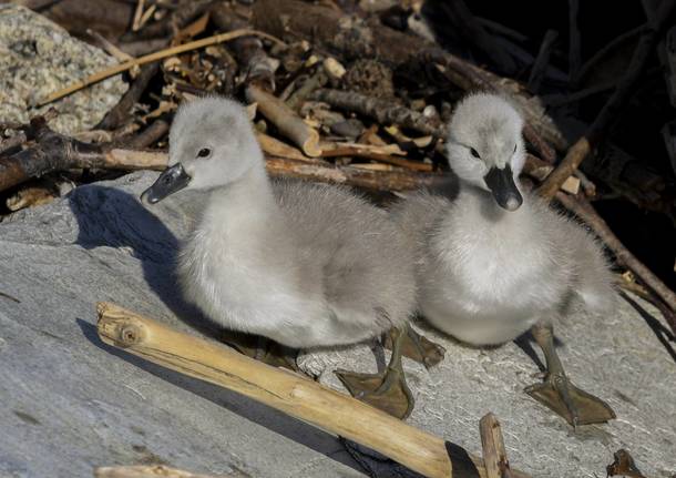 Piccoli cigni a Luino