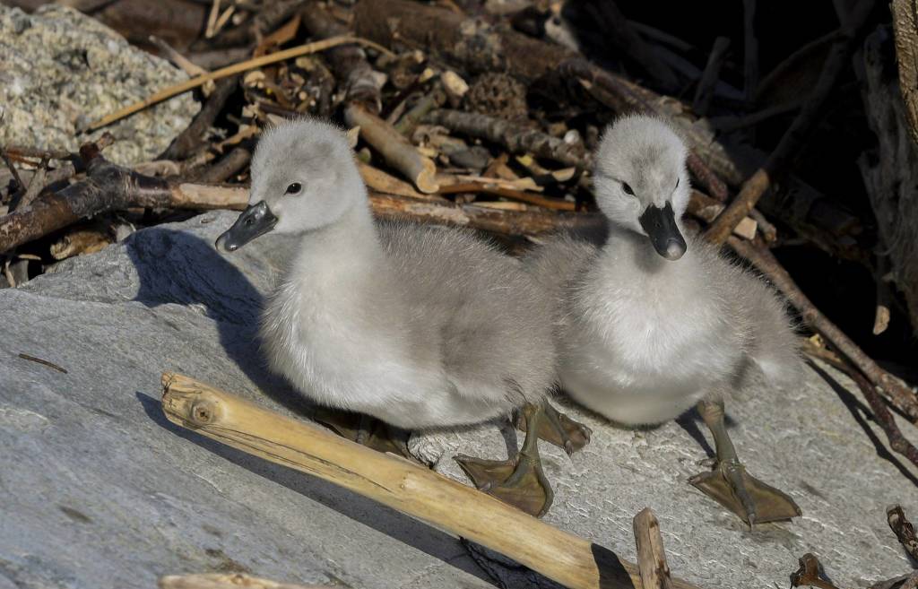 Piccoli cigni a Luino