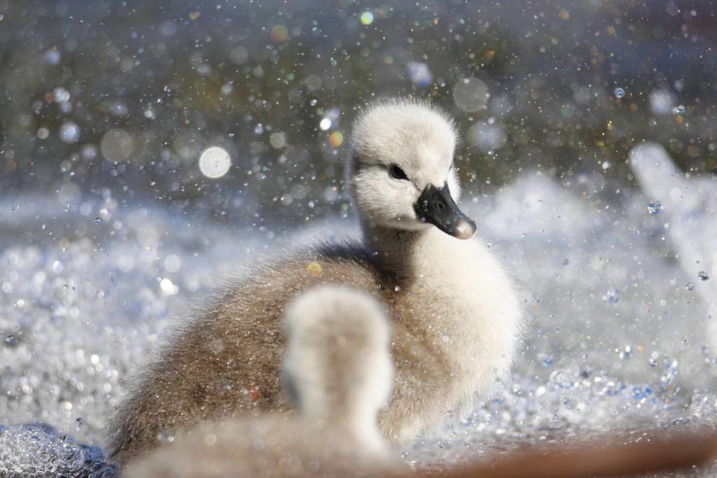 Piccolo cigno reale