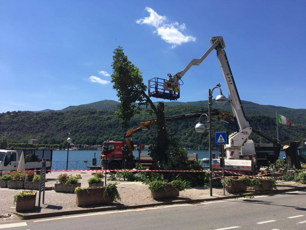 Porto Ceresio - Abbattimento ippocastani piazza Bossi