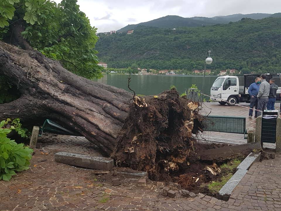 Porto Ceresio - Ippocastano