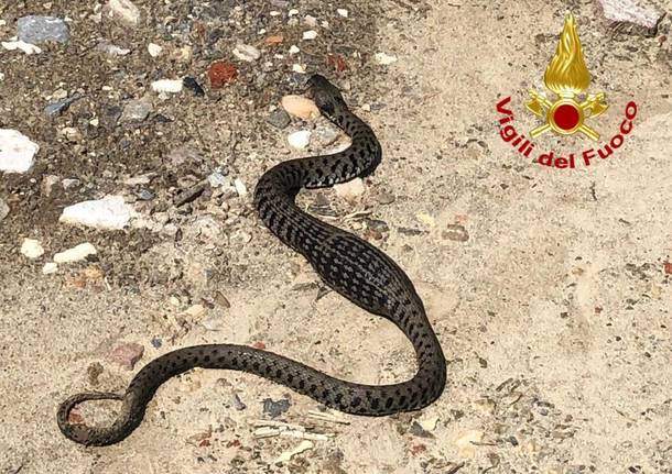 serpente recuperato dai vigili del fuoco