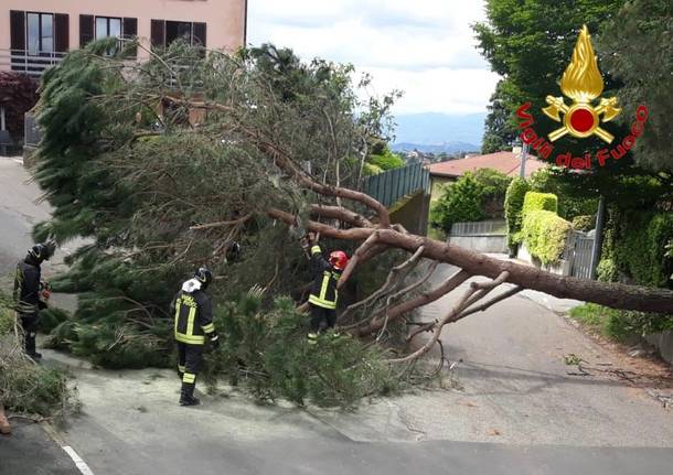 taglio pianta caduta varese