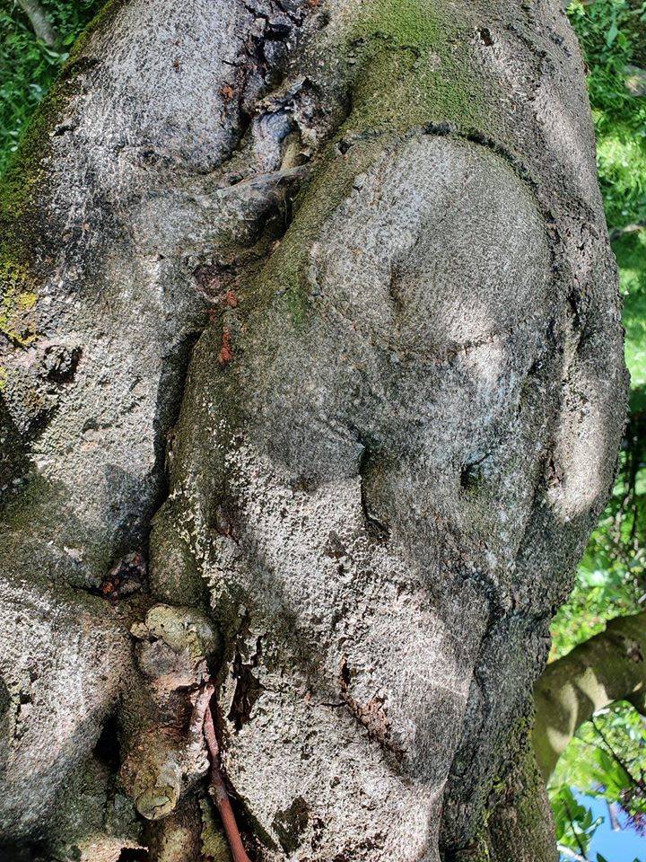 volti in natura - sfida foto Parco Lura