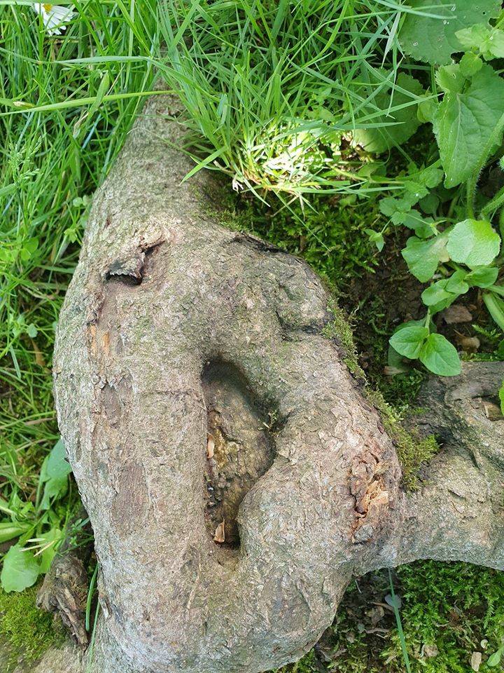 volti in natura - sfida foto Parco Lura