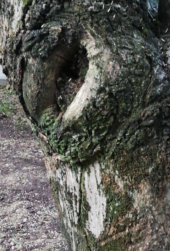 volti in natura - sfida foto Parco Lura