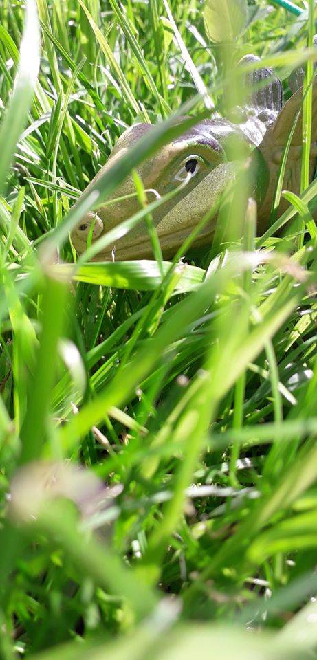 volti in natura - sfida foto Parco Lura