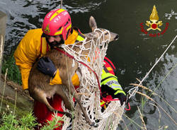 Capriolo salvato nel fiume dai vigili del fuoco