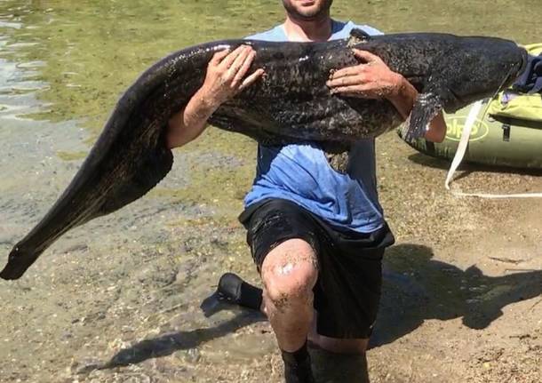 Pescato il \"mostro\" del lago Maggiore