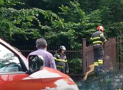 Capriolo salvato dopo essere rimasto bloccato nella recinzione