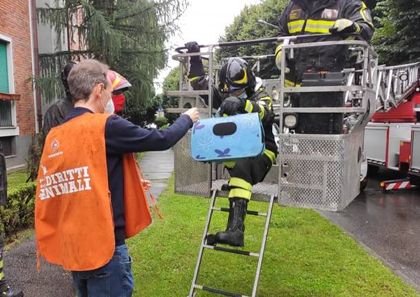 La cornacchia incastrata nel palo della luce