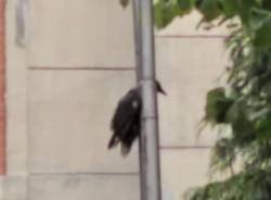 La cornacchia incastrata nel palo della luce