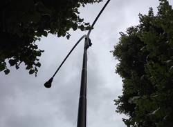 La cornacchia incastrata nel palo della luce