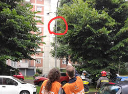 La cornacchia incastrata nel palo della luce