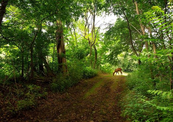 cerbiatto del Bosco WWF di Vanzago